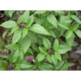 thumbnail image 3 of Thai Basil | Two Live Herb Plants | Non-GMO, Spicy Flavor and Bold Scent, 3 of 5