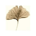 thumbnail image 2 of Blaustein, Alan 26x32 Gold Ornate Wood Framed with Double Matting Museum Art Print Titled - Ginkgo Leaf, 2 of 4