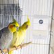 thumbnail image 4 of FESTFENDS Comedero Colgante Para Pájaros Transparente Con Tolva Y Removible, 4 of 6