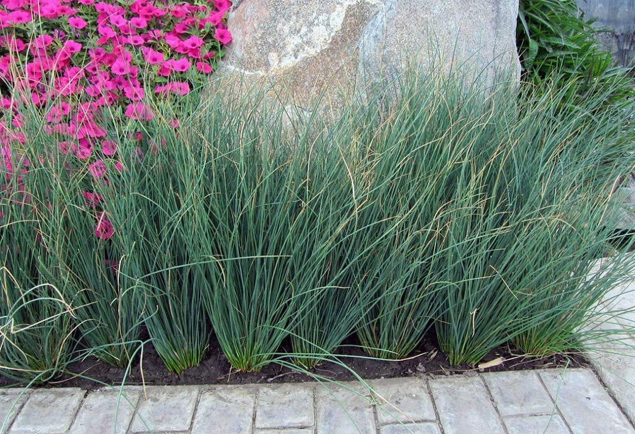 Blue Arrows Rush Grass - Juncus Inflexus - 40 Live Plants - Drought Tolerant Low Maintenance