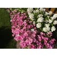 thumbnail image 5 of Seedville 200 Lavatera Trimestris Flower Seeds, 5 of 11
