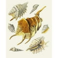 thumbnail image 3 of Heinrich Carl Küster 15x18 Black Modern Framed Museum Art Print Titled - The Wing Snails (Strombea) Pl.15 (1845), 3 of 5