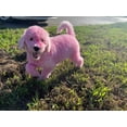thumbnail image 2 of Crazy Liberty MAGIC COLOR SHAMPOO Semi-Permanent Hair Coloring Pink Ammonia and Paraben Free Shampoo for Dogs 8.45 oz Bottle, 2 of 5