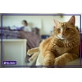 thumbnail image 2 of FELIWAY) Classic FELIWAY Recharge, Lot de 3 (Recharge - pour Utilisation avec les Diffuseurs FELIWAY - Rassure les Chats et Aide à Contrôler les Comportements Involontaires comme la Pulvérisation d'Urine, les Rayures, Se Cacher à la Maison - (, 2 of 9