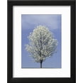 thumbnail image 2 of Bradford Pear in Full Bloom, Louisville, Kentucky, USA, Botanical Framed Art Print Wall Art by Adam Jones Sold by Art.Com, 2 of 5