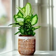 thumbnail image 3 of Dieffenbachia Camille, 3 of 10