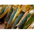 thumbnail image 3 of TomorrowSeeds - Oaxacan Green Dent Ornamental Corn Seeds - 30+ Count - For 2025 Planting Green Blue, 3 of 8
