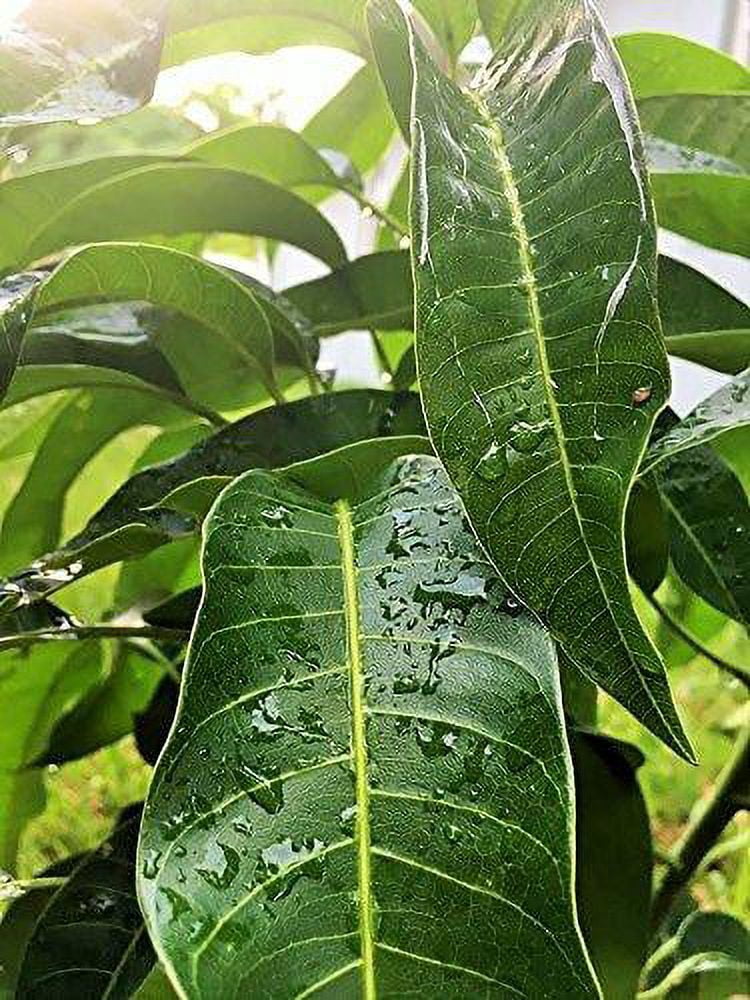 Fresh Mango Leaves Organic All Natural, No Pesticide, No Chemicals from South Florida (25 leaves)