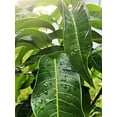 thumbnail image 2 of Fresh Mango Leaves Organic All Natural, No Pesticide, No Chemicals from South Florida (25 leaves), 2 of 5
