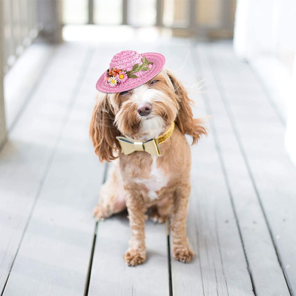 Dog sombrero hot sale