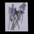 thumbnail image 4 of 10 piezas de flores prensadas, flores de salvia secas naturales reales, manualidades de bricolaje, 6-6 cm, 4 of 9