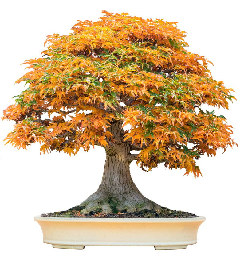 20 PCS Seeds Plants American Blood Red Maple Tree Rare Free Bonsai Shipping 2021 