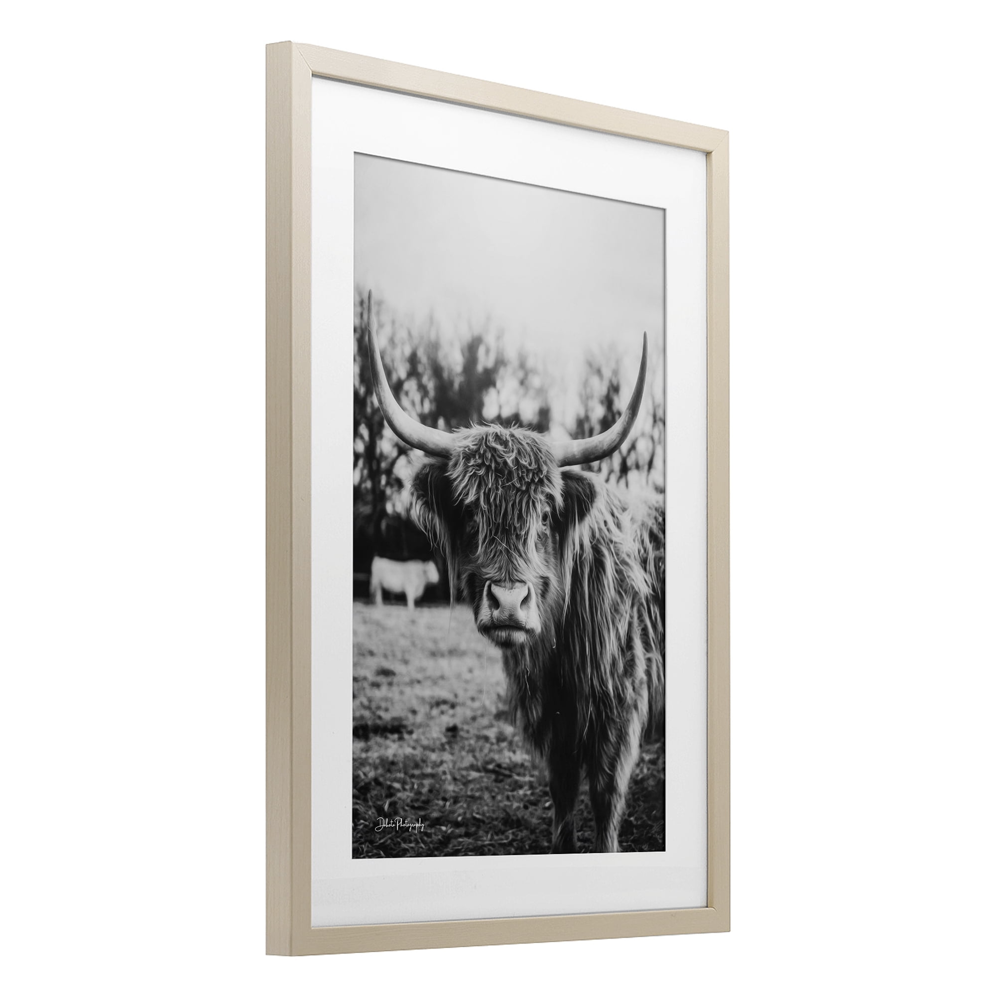 Stupell Industries Peering Highland Cattle Birch Framed Print Under Glass, design by Dakota Diener