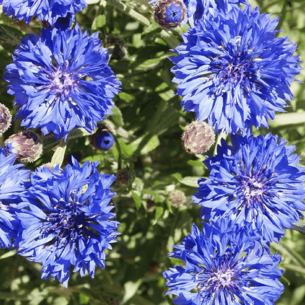 Everwilde Farms - 500 Dwarf Blue Bachelor Button Cornflower Garden Flower Seeds - Gold Vault Jumbo Bulk Seed Packet