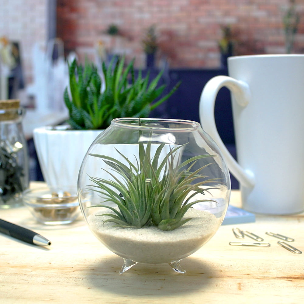 Buy NW Wholesaler 4 inch Glass Orb Terrarium Kit with White Sand and 3