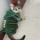 thumbnail image 4 of Mascota gato ropa de invierno divertido dinosaurio cachorro perro gato cálido felpa polar abrigo sudaderas con capucha suéter gatito M TUNC Sencillez, 4 of 5