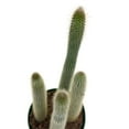 thumbnail image 3 of Old Man of The Andes, 6 inch, Huge Cactus, Oreocereus celsianus, Hairy Fuzzy Mountain Cacti, 3 of 5