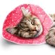 thumbnail image 3 of Collar Suave Lavable, Collar E De Recuperación para Gatos Cono para Dormir Después De La Cirugía para Dejar De Lamer, Alternativas Al Cono De La Vergüenza para Mascotas (2#20-23cm), 3 of 5