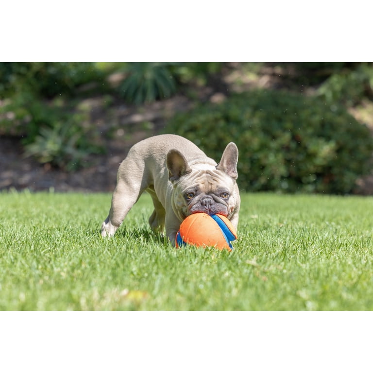 Chuckit! Kick Fetch Canvas Ball, Small 5.5" for Small Dogs photo 7
