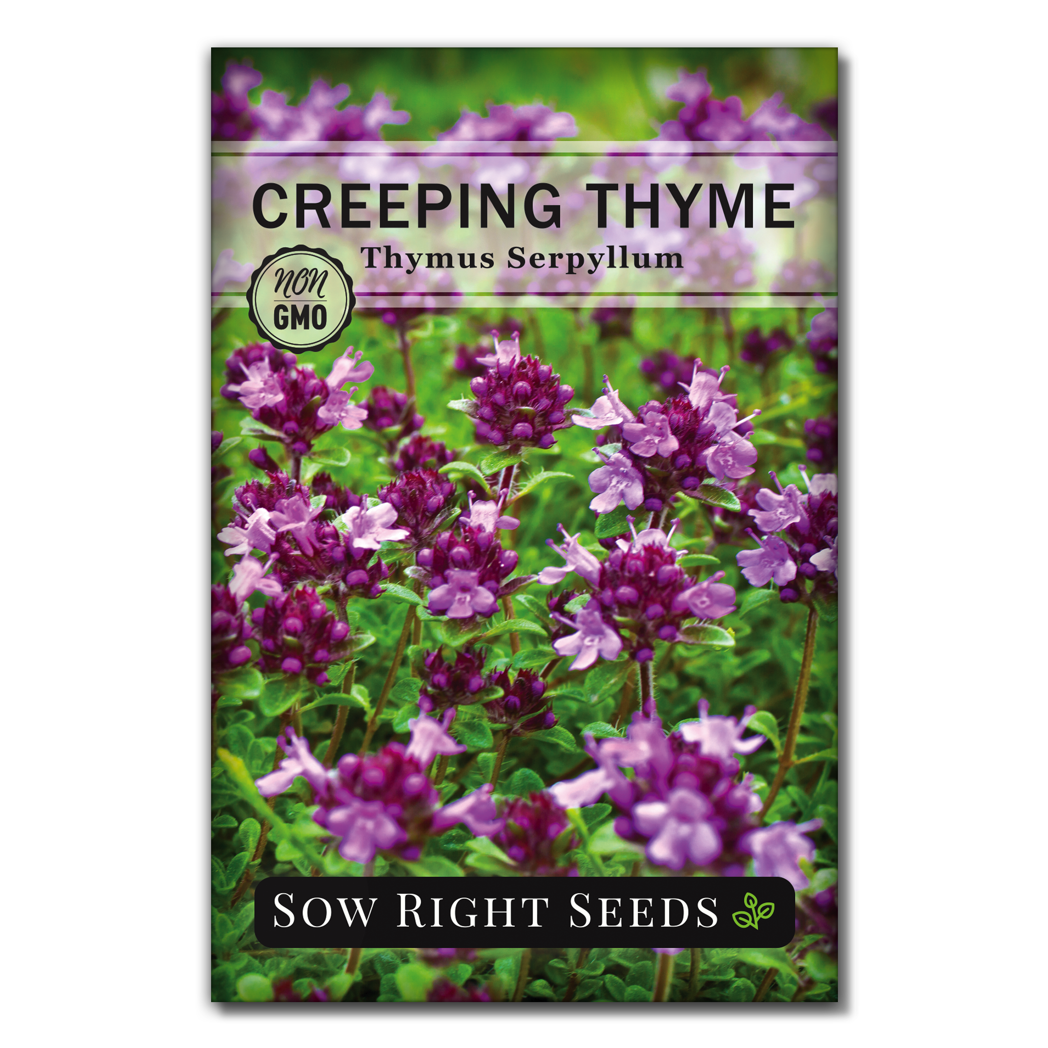 Creeping Thyme Seeds NonGMO Heirloom Varieties for Planting
