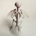 thumbnail image 3 of Halloween Animal Skeleton Bones Horror Simulation Skeleton Halloween Party Decoration, 3 of 8