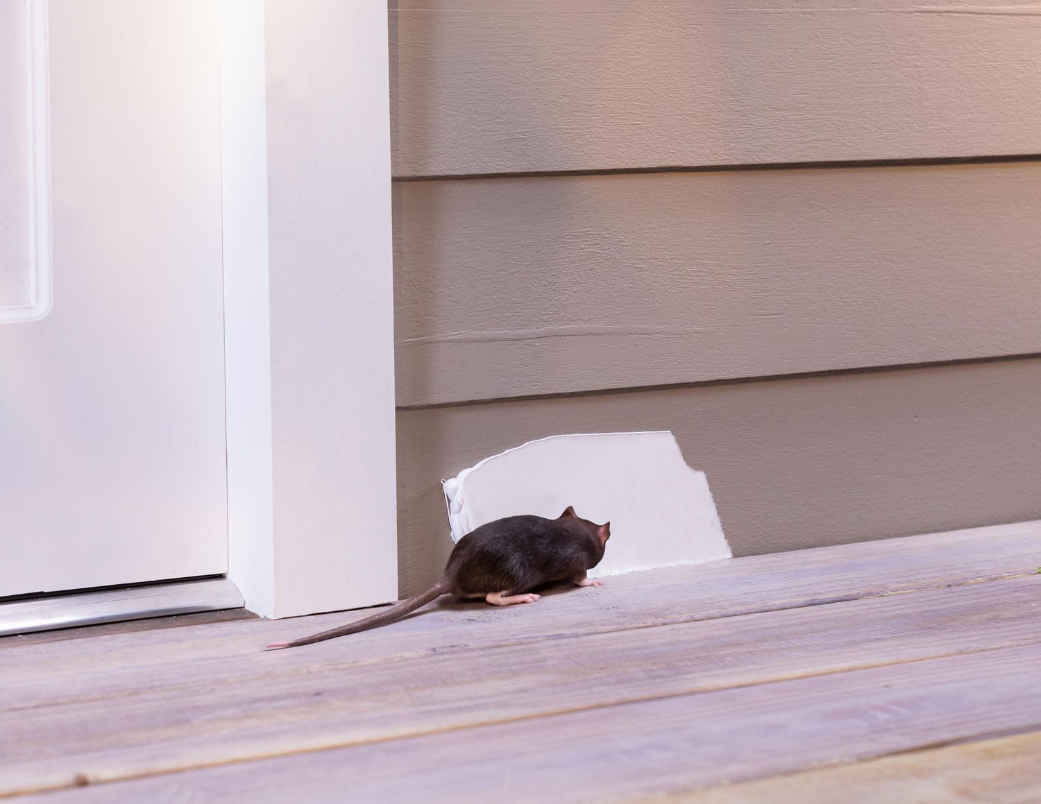 FLEX PASTE WHITE 1 LB SUPER THICK RUBBER PASTE, STOP LEAKS FAST!