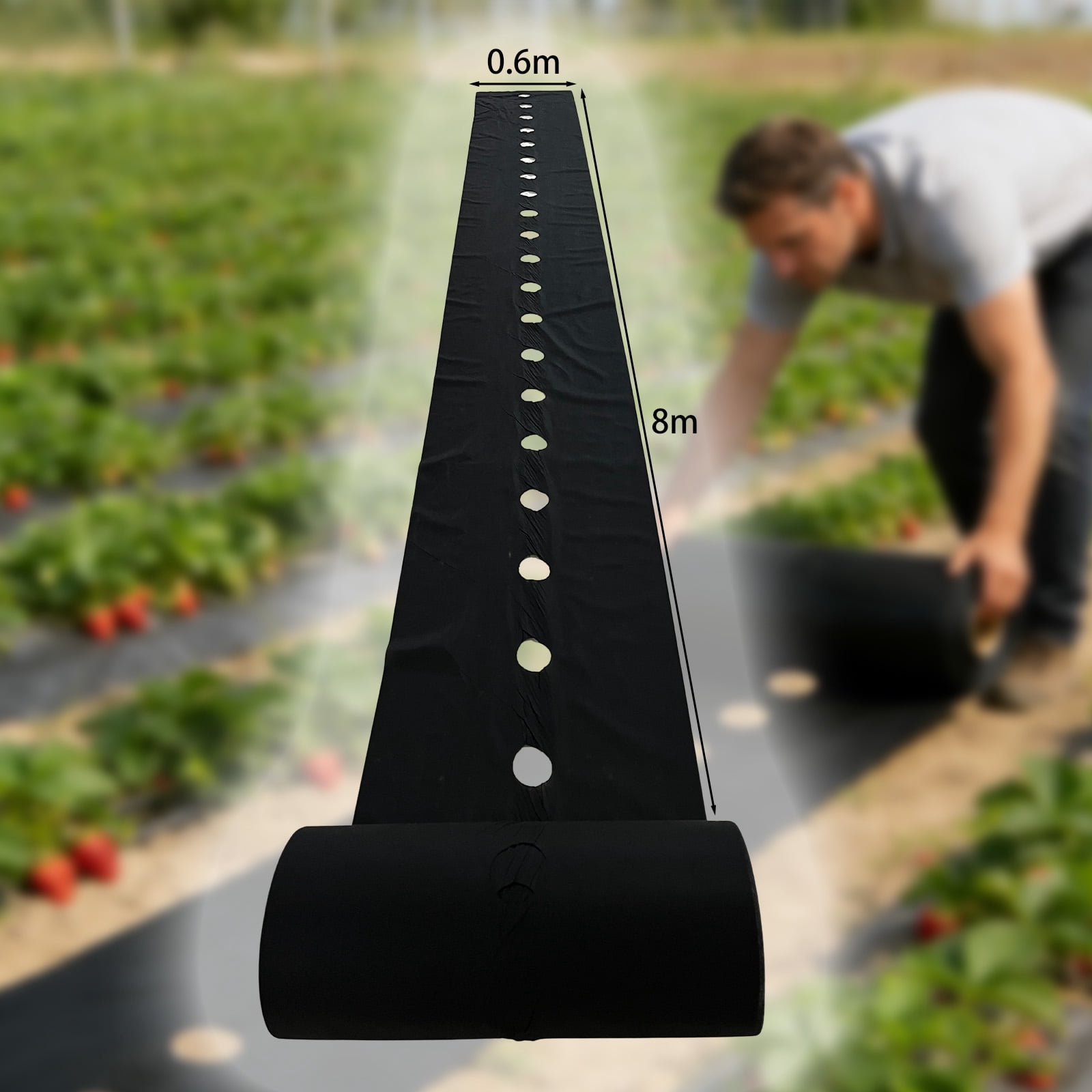 Strawberry planting perforated landscape fabric, water-permeable and breathable — functions as a weed barrier fabric to prevent weeds in vegetable and fruit planting