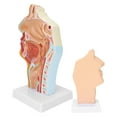 thumbnail image 3 of Human Nasal Oral Cavity Throat Anatomical Model for Science Classroom Teaching Presentation Display, 3 of 5