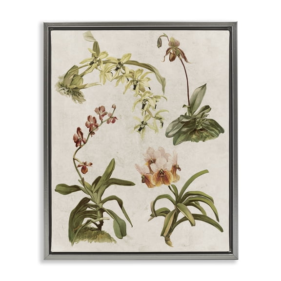 Stupell Industries Cottage Vintage Latin Study Flowers Nature Gray Floating Frame Canvas Art, 17 x 21, by Lil' Rue