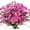 Fushia, variant on Coolmade 8 Bundles Artificial Daisy Flowers 14" Outdoor Spring Summer Decoration UV Resistant Fake Flowers (Pink)