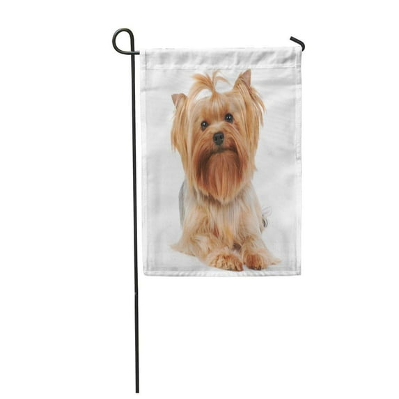 SIDONKU Brown Dog Yorkshire Terrier The Red Groomed Yorkie Show Garden Flag Decorative Flag House Banner 12x18 inch
