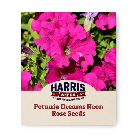Harris Seeds - Petunia Dreams Neon Rose F1 Seeds - Large Flowers - 500 Seeds