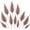 L Coffee, variant on 10 Preserved Real Fern Stems, Dried Floral Leaves for Vase & Wreath Decor | Elegant Decor for Homes, Weddings & Seasonal Displays A Thoughtful Gift for Flower Lovers