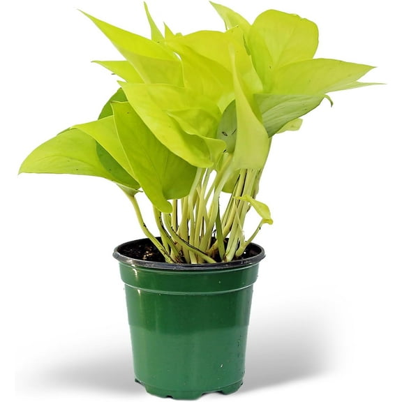 Live Neon Pothos, Fully Rooted Indoor Plant; Live Potted Houseplant, Mother's Day Gift, Christmas Gift, Live Decoration, Housewarming Gift for The First Home, Air Purifier in 4" Pot