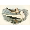 thumbnail image 2 of Gould, John 18x13 Black Ornate Wood Framed with Double Matting Museum Art Print Titled - Red-legged Gannet-Sula piscator, 2 of 4