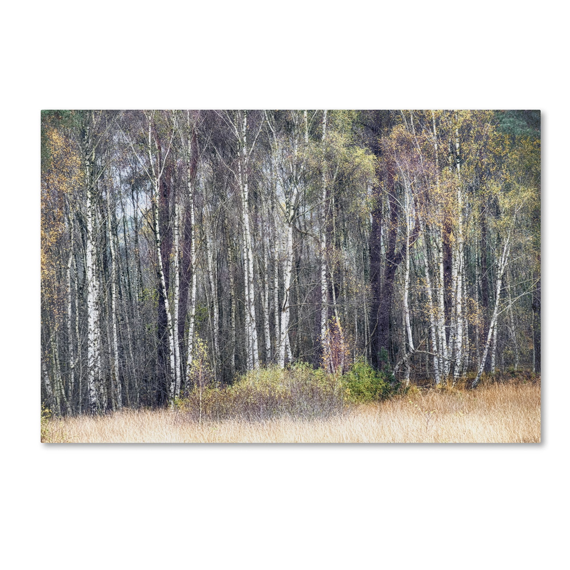 Trademark Fine Art 'Birches' Canvas Art by Cora Niele
