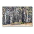 thumbnail image 2 of Trademark Fine Art 'Birches' Canvas Art by Cora Niele, 2 of 4