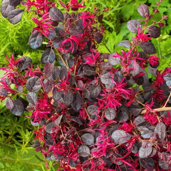 Ever Red® Fringe Flower - Loropetalum chinense 'Chang Nian Hong'
