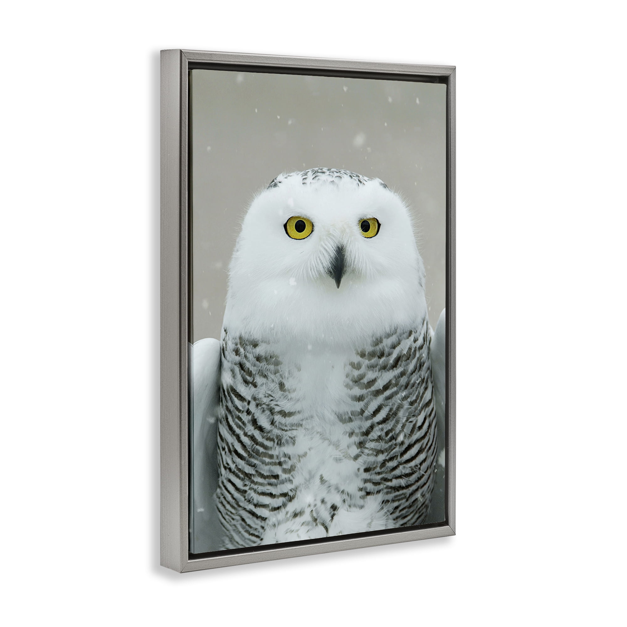 Stupell Industries Snowy Owl Portrait Animals & Insects Photography Gray Floater Framed Canvas Art Print Wall Art, 21 x 31