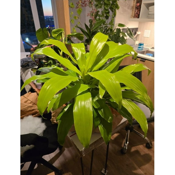 6 inch pot 12" ish tall - Dracena Limelight XL Madagascar Dragon Tree #005