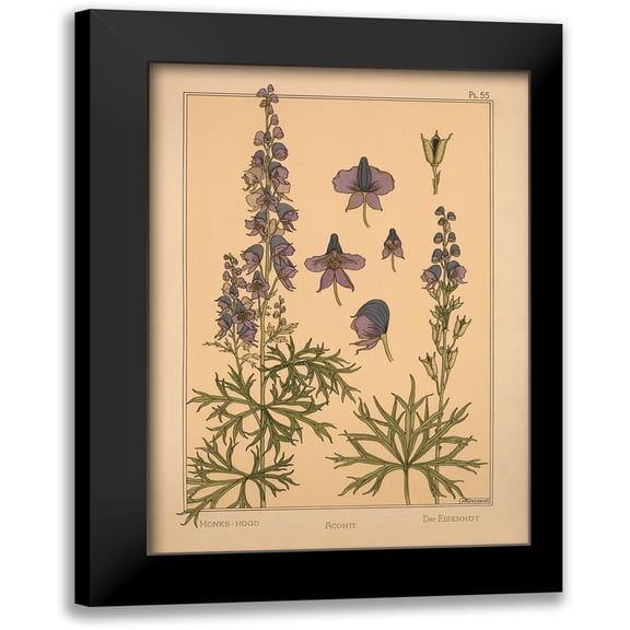 Vintage Apple Collection 11x14 Black Modern Framed Museum Art Print Titled - Plate 55 - Monks-hood