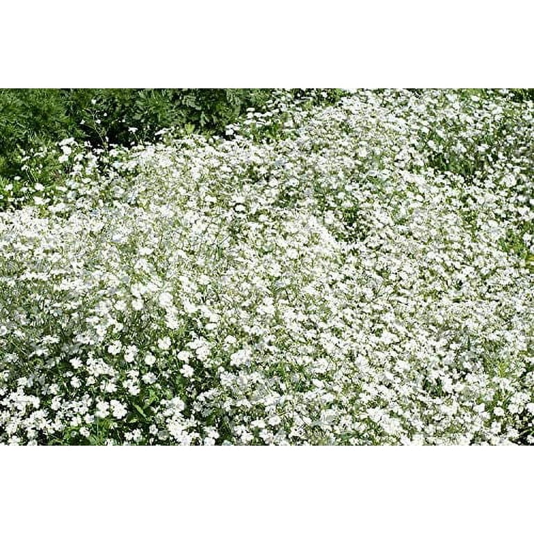 Babys Breath, Covent Garden White - Burpee