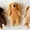 Khaki, variant on Felt Finger Puppet: Dachshund Dog