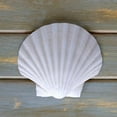 thumbnail image 3 of Amber Light Gallery 20x20 Black Modern Framed Museum Art Print Titled - White Scallop, 3 of 5