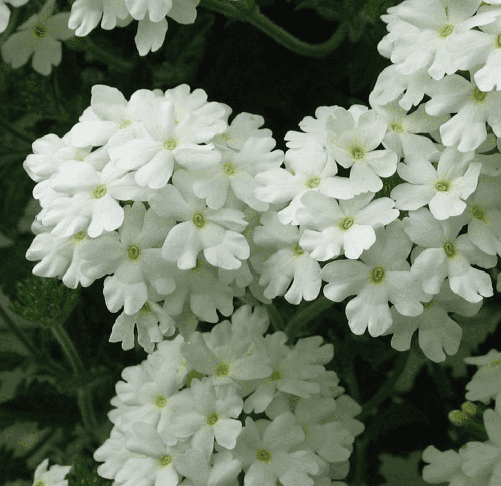 White Verbena Live Plant, Perennial Flowering Plant 4-7 Inch Tall, Trailing White Blooms for Garden, Zones 7–11