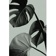 thumbnail image 2 of Artographie Studio 13x18 Black Ornate Wood Framed with Double Matting Museum Art Print Titled - Monstera Teal 07, 2 of 4