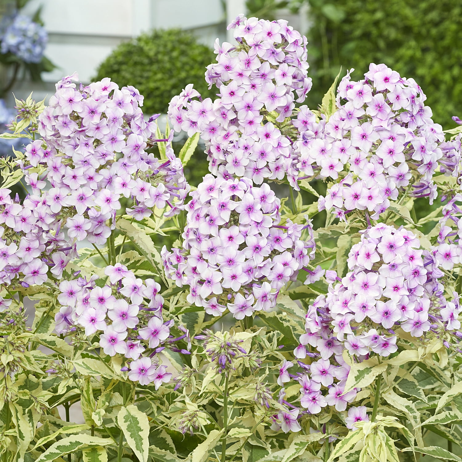 Van Zyverden Tall Phlox Nora Leigh 3 Plant Roots Multicolor Partial Sun Perennial Pollinator 1 lb