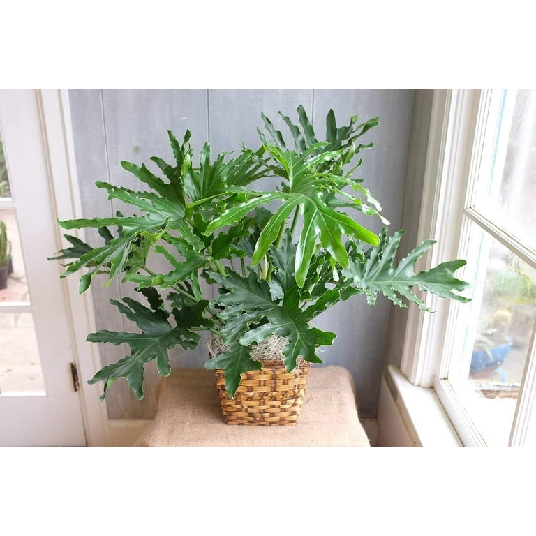 buy zz plants online ZZ Plant for Sale