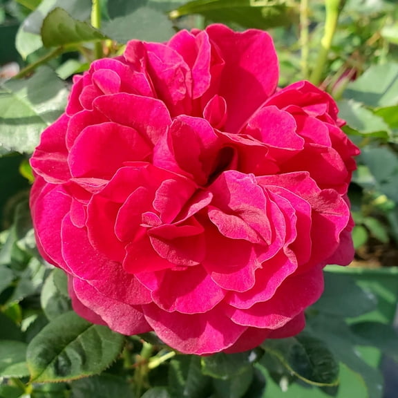 Darcey Bussell English Rose