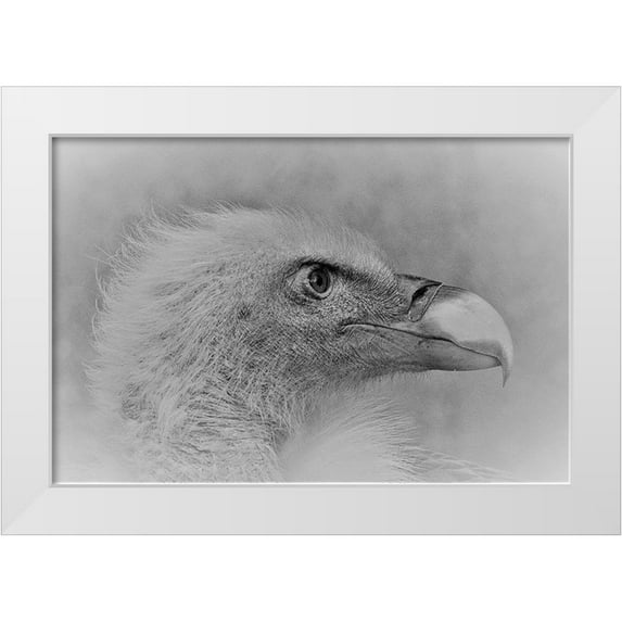 Andreescu, Cristian 18x13 White Modern Wood Framed Museum Art Print Titled - Bald Eagle